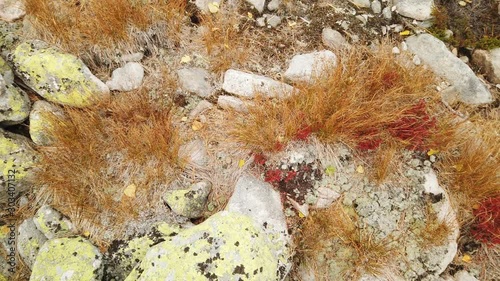 Big mountain rock stones, covered with lichen. Closeup of a rock surface with lots of green lichen (psilolechia lucida) photo