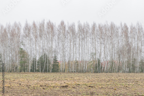 Wallpaper Mural Autumn forest in the morning in the fog Torontodigital.ca