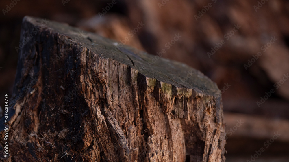 Fototapeta premium Tree bark in autumn forest