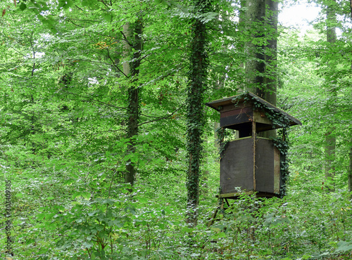 Hochsitz / Kanzel im Wald © Jale Saki