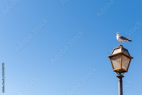 A white-gray gull sits on a street lamp in the lower right corner of the frame against a clear blue sky in Italy near the Coliseum