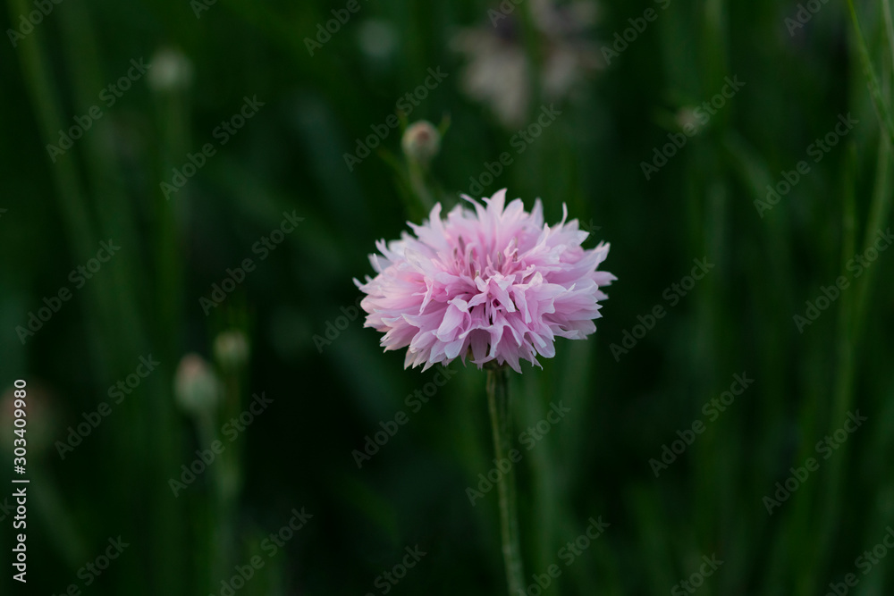 pink cornflower in the field pink cornflower in the field