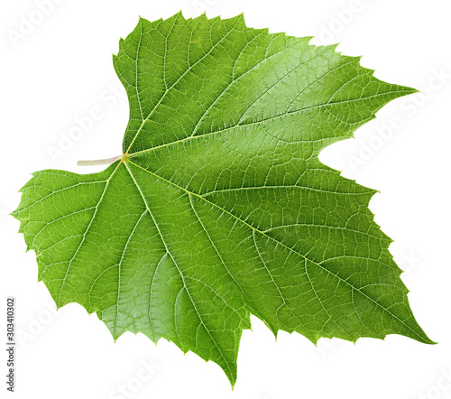 Grape leaf, isolated on white background, clipping path, full depth of field