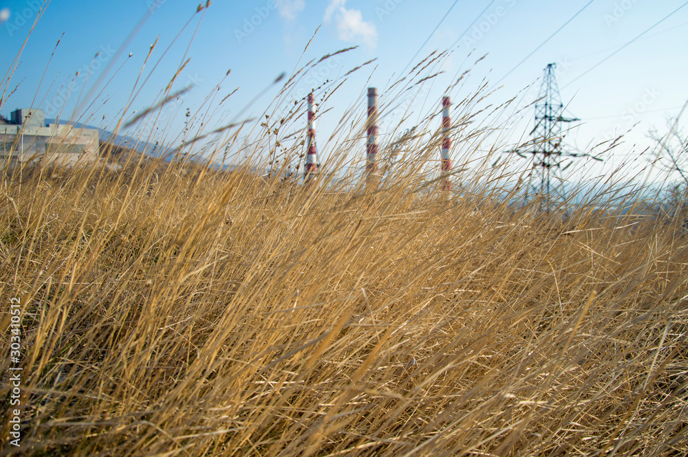 Obraz premium tall grass and blue sky