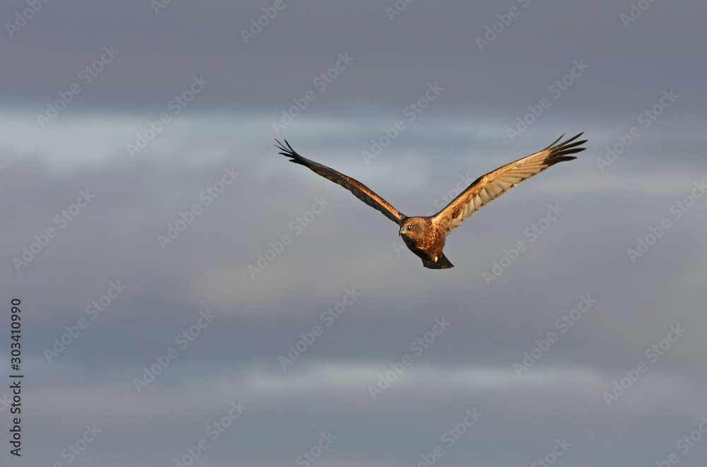 Western marsh harrier, Circus aeroginosus, birds Western marsh harrier, Circus aeroginosus, birds