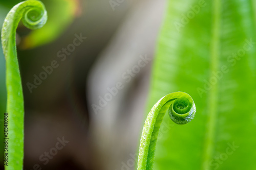 Fern Asplenium scolopendrium, known as hart's-tongue fern, Phyllitis scolopendrium.