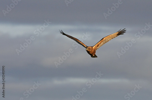 Western marsh harrier, Circus aeroginosus, birds