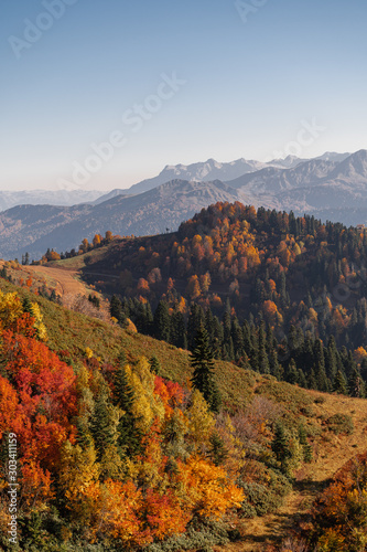 Autumn trees on the side of the mountains. Sochi, Rosa Khutor. Colorful autumn forest