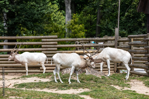 A herd of beautiful white antelopes addax