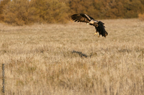 Five years old female of Spanish Imperial Eagle flying, eagles, birds © Jesus