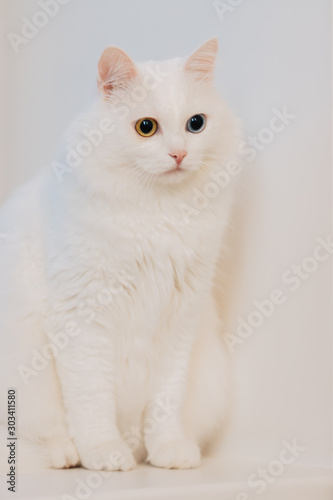animal with eyes of different colors. Odd-eyed cat with blue and almond eyes. Heterochromia. Turkish Angora cat is sitting on a white background. © Svyatoslav Balan