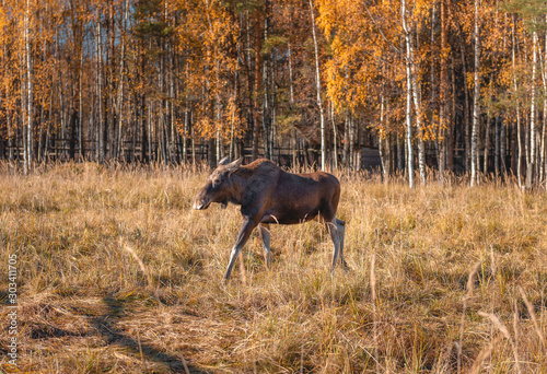 Funny moose shows tongue. Moose eat carrots and walks in nature.