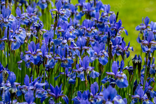 Blue flowers Iris versicolor beautifully blooming in the garden