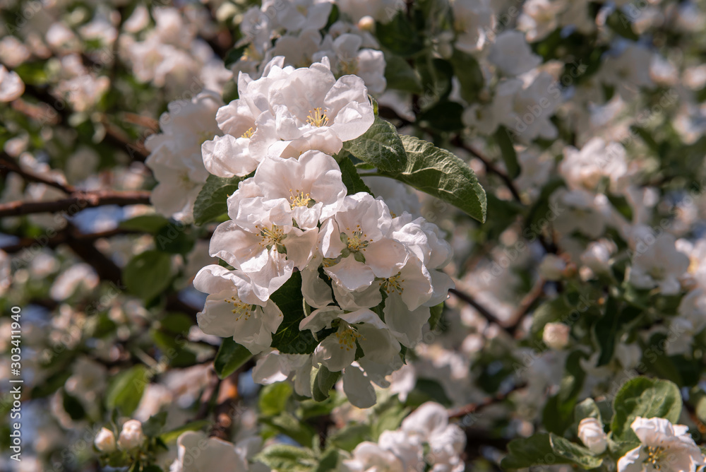 Flowering branch of apple tree. Blooming garden in early spring Flowering branch of apple tree. Blooming garden in early spring