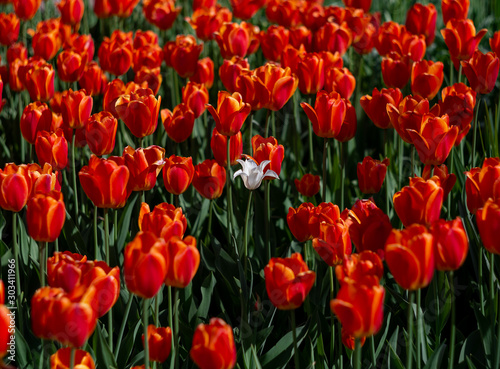 Bright spring flowers. White tulip among red tulips.