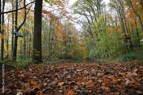 autumn in the forest