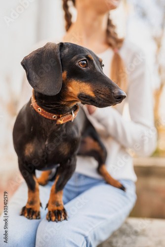 dachshund dog standing on the knees of her owner outdoors