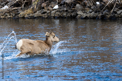 Bighorn Sheep in Waterton Canyon by the South Platte River