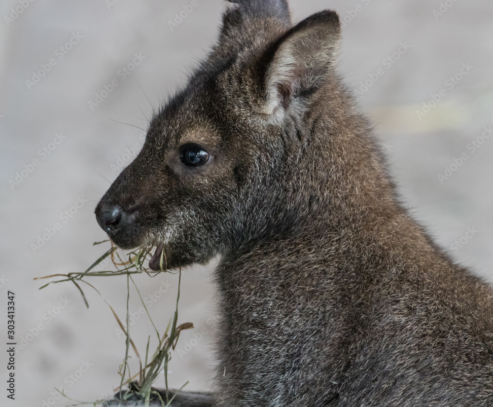 Cute Bennet Kangaroo