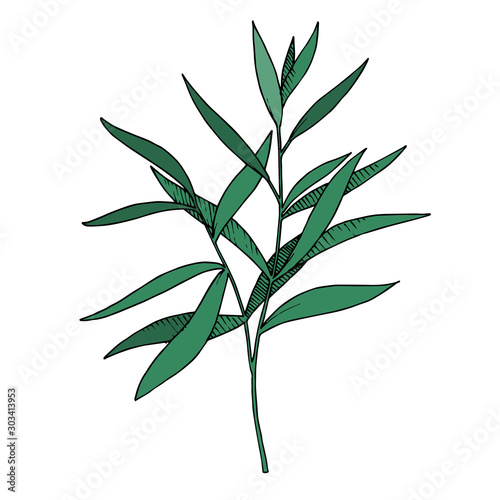 Vector Eucalyptus leaves branch. Black and white engraved ink art. Isolated branches illustration element.