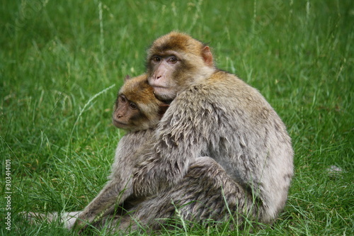 Two monkeys hugging