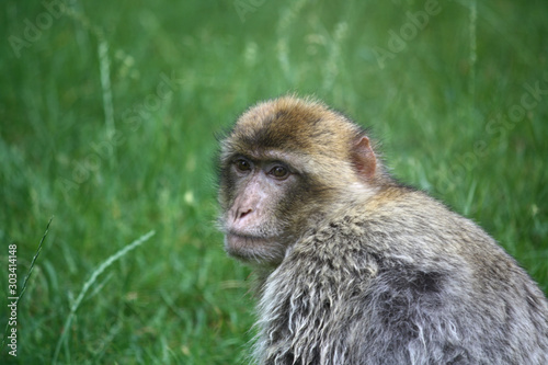 Monkey close-up