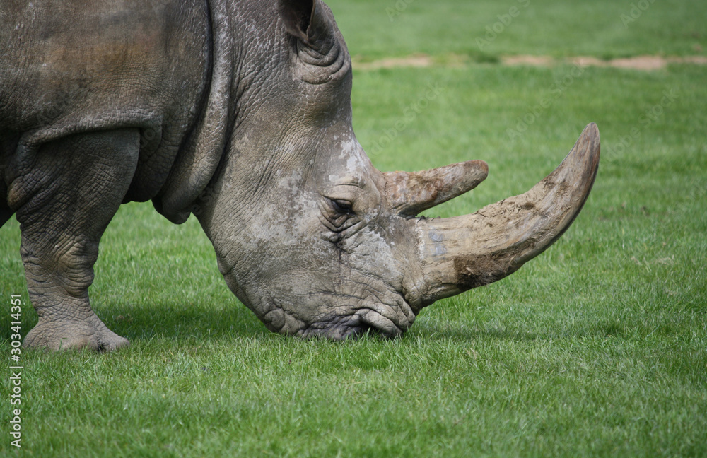 Rhino grazing on grass