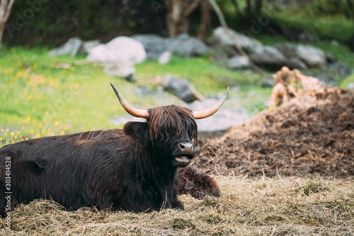 Black Highland Cattle Cow Graze On A Summer Livestock Pasture. Scottish Cattle Breed In Summer Day. Close Up photo