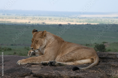 lioness washing on rock