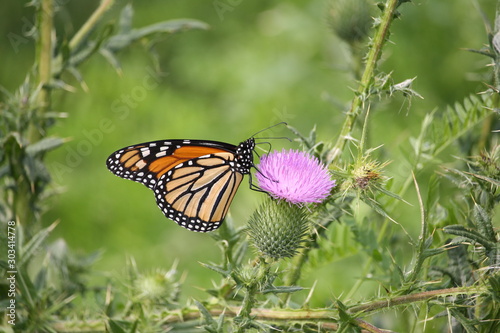 Monarch butterfly on a flower of milk thistle  © Olga Vasina
