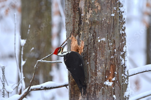 Φωτογραφία Pileated Woodpecker Eating from a Tree