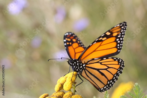 Beautiful monarch butterfly on a flower