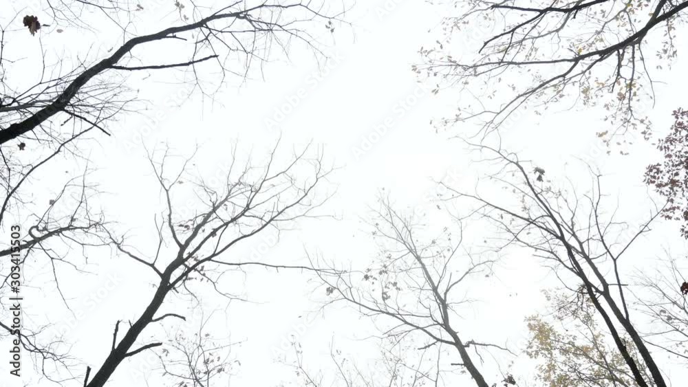 Forest branch fog mistral
