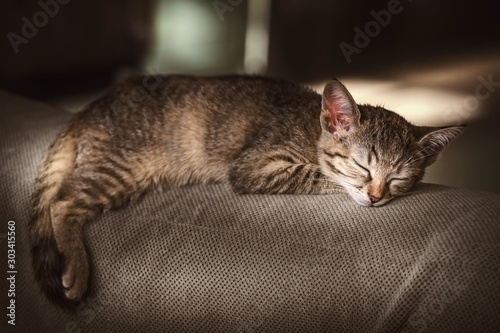 Portrait of Sleeping Kitten © Sergej Razvodovskij