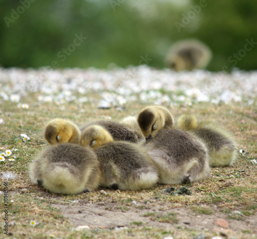 Ducklings sitting together close-up © A. Smith