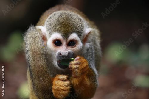 Squirrel Monkey eating close-up