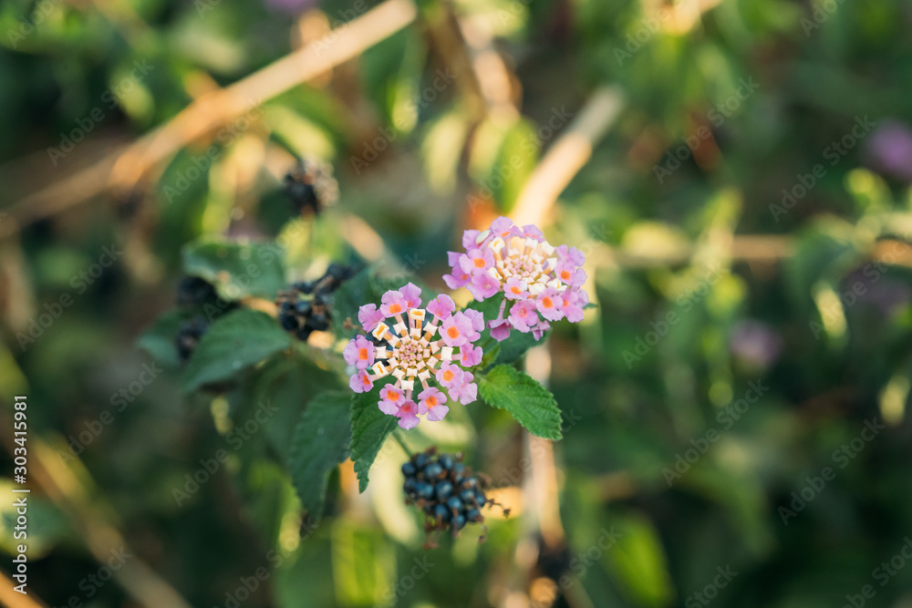Blooming Pink Flowers Of Lantana In Summer Garden Blooming Pink Flowers Of Lantana In Summer Garden