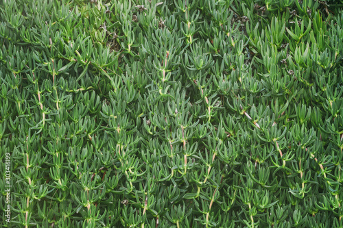 Green Carpobrotus Flowers In Garden. Natural Background. photo