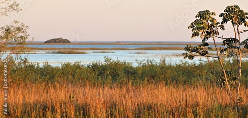 Landscape of grassland and lagoon in Ibera Wetland, San Alonso Island, Iberá Wetland, Corrientes, Argentina. View of a Cecropia tree. photo