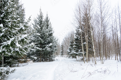 Christmas background with snowy fir trees. Snow covered trees in the winter forest. Winter landscape. © Evgeniy