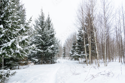 Christmas background with snowy fir trees. Snow covered trees in the winter forest. Winter landscape.