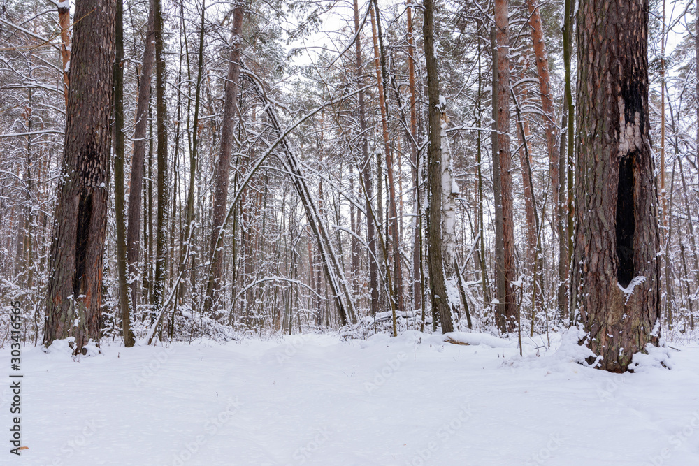 Winter landscape. Snowy trees, frost, big snowdrifts and snowfall. Winter landscape. Snowy trees, frost, big snowdrifts and snowfall.