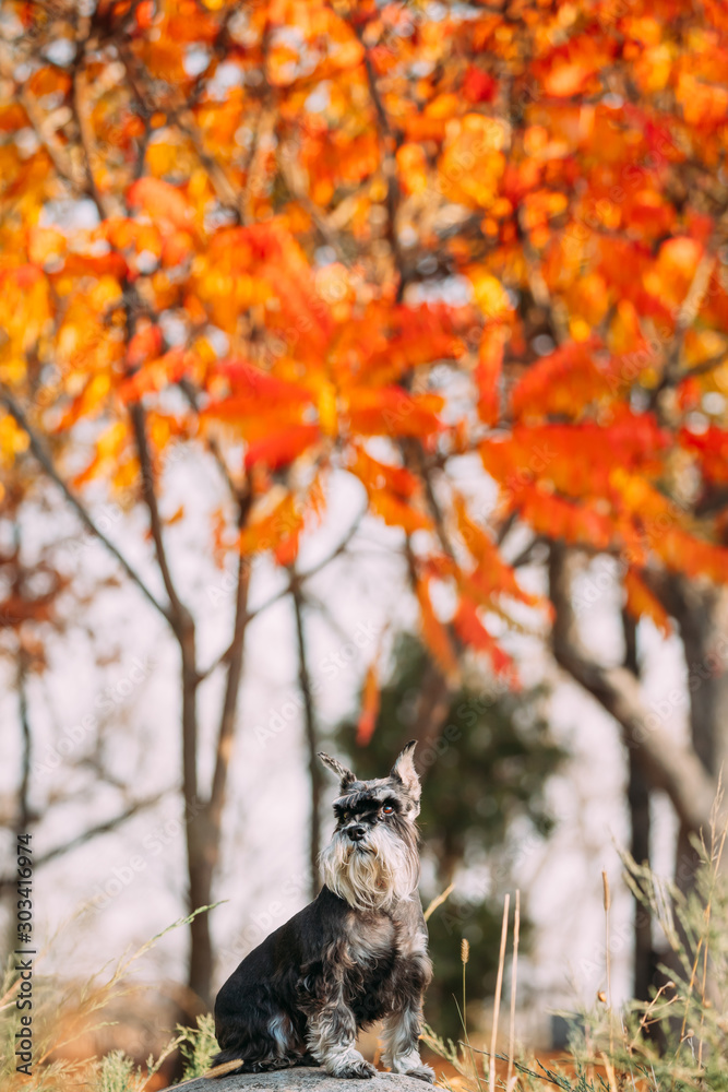 Fototapeta premium Miniature Schnauzer Dog Or Zwergschnauzer Funny Sitting Outdoor In Autumn Day