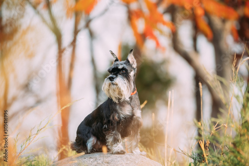 Billede på lærred Miniature Schnauzer Dog Or Zwergschnauzer Funny Sitting Outdoor In Autumn Day