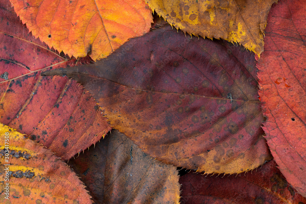 Φωτογραφία Mixed colours of autumn leaves from a flowering cherry on a black background