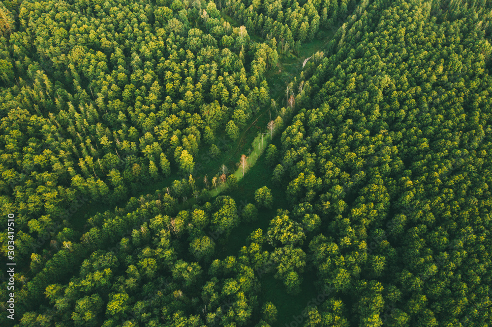 Aerial View Of Green Forest Landscape. Top View From High Attitude In Summer Evening. Small Marsh Bog In Coniferous Forest. Drone View. Bird's Eye View