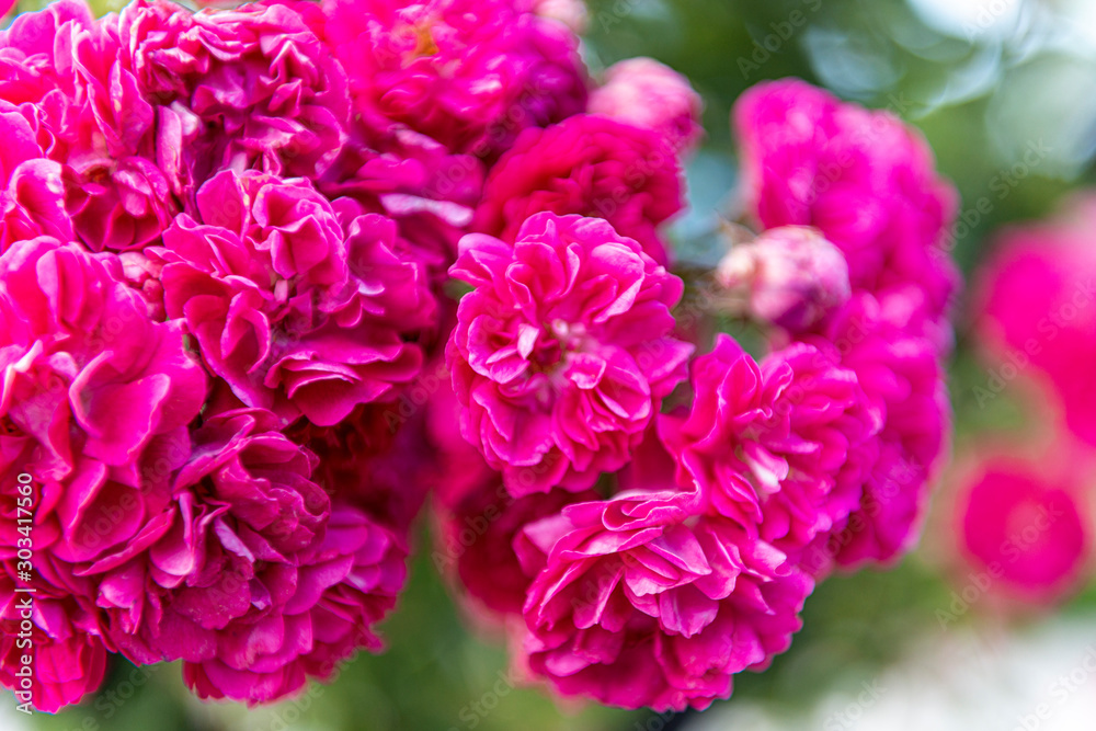 EL RETIRO MADRID JUNIO 2018 FLORES