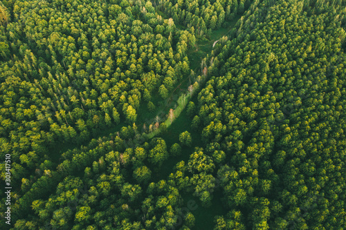 Aerial View Of Green Forest Landscape Fototapete