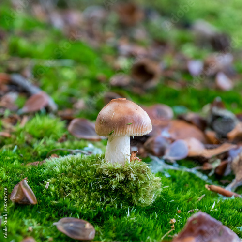 Mushroom, on forrest floor