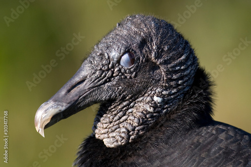 Black Vulture, Coragyps atratus, Everglades National Park, Florida photo